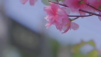 夏天来临桃花坞的桃花盛开出红色的花朵视频的预览图